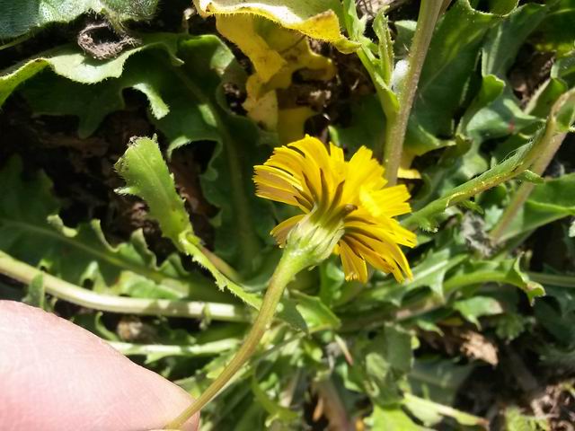 Hedypnois rhagadioloides  / Radicchio tubuloso